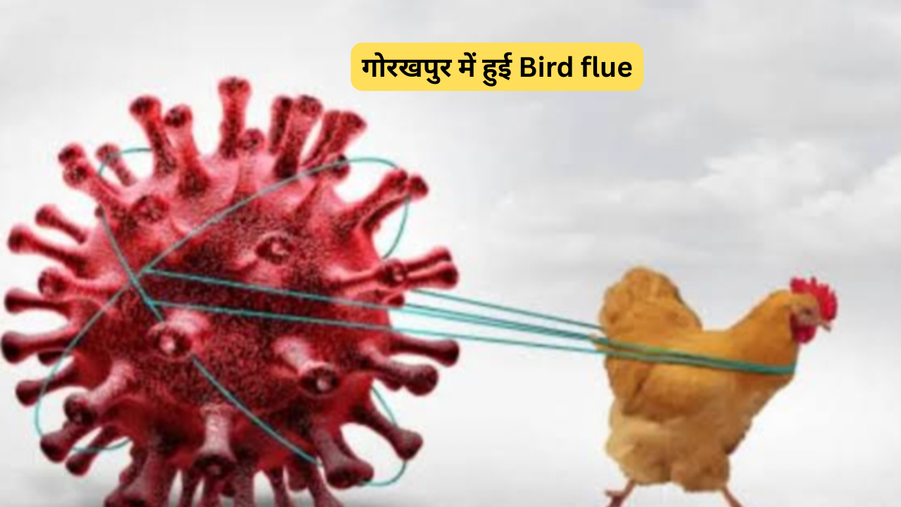 गोरखपुर में हुई Bird flue